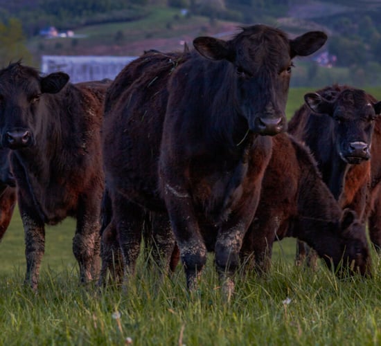 Insurance on drop in cattle prices for farmers in Canada
