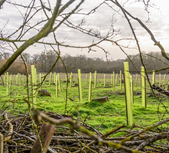 DAFM issued afforestation licences for 2,043ha in first 7 months