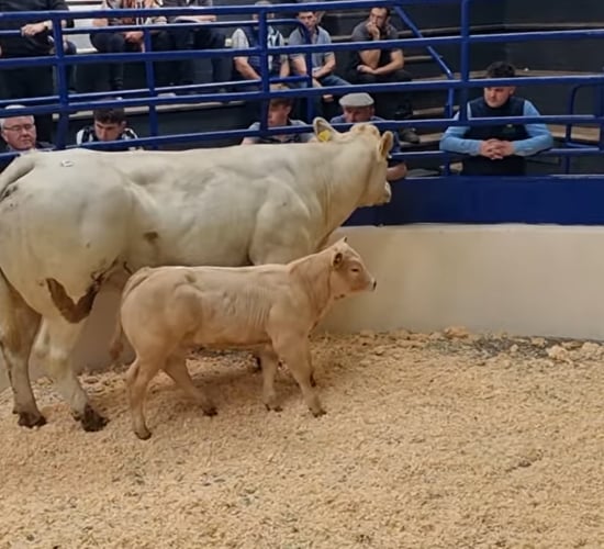 Mart report: Cow and calf makes €5,100 at Carrigallen Mart