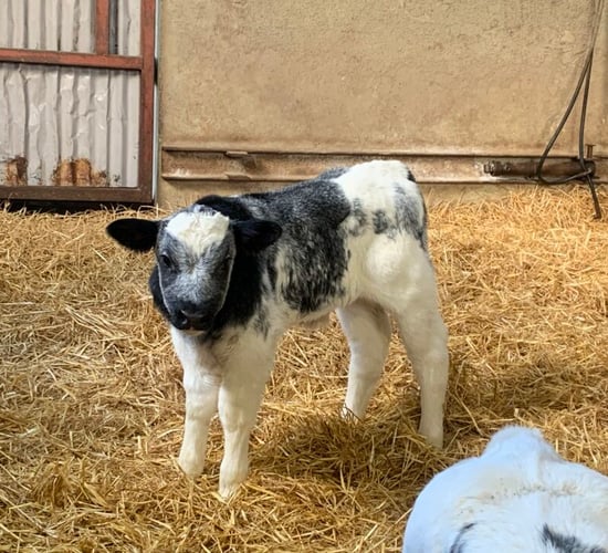 NI calf registrations drop 5.5% in first half of 2024