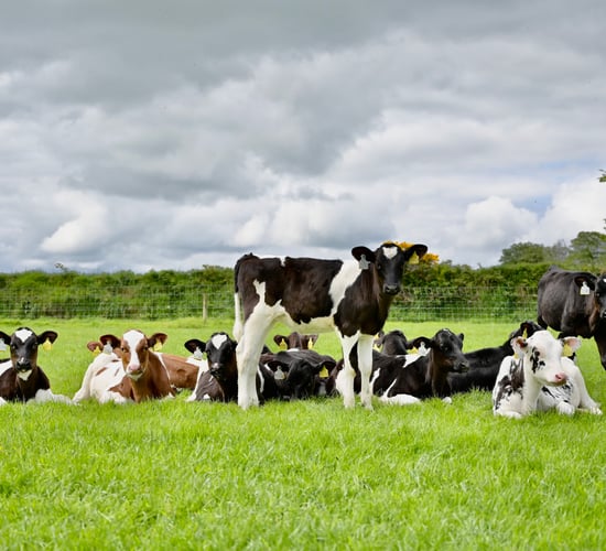 IHFA Focus Farms: 6 different herds, 6 different systems