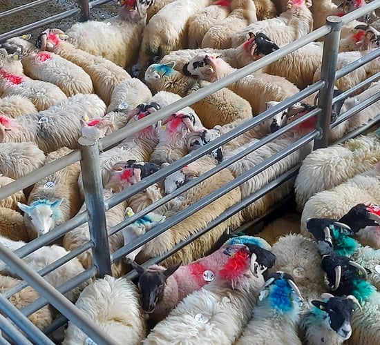 Sheep trade: Prices for lamb continue to hold