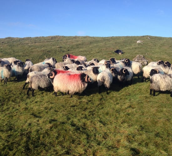 Largest two-day single sheep breed sale set for Connemara