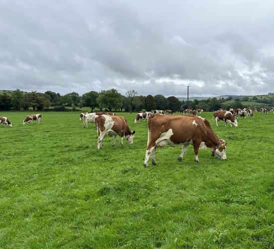 Breeding a functional cow with strength, longevity and 'a will to milk'