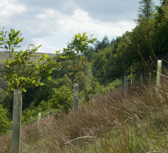 43 forestry licences granted last week by DAFM