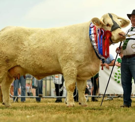 Goldstar Charolais production sale set for this weekend