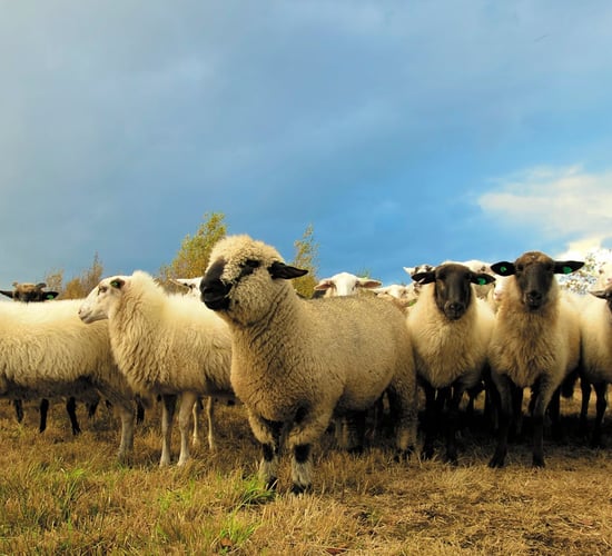 NI farmers warned to be 'vigilant' because of bluetongue case in Wales