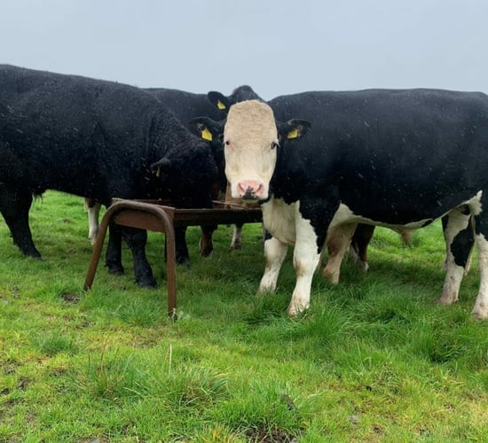 Advice on feeding meal to cattle at grass this autumn