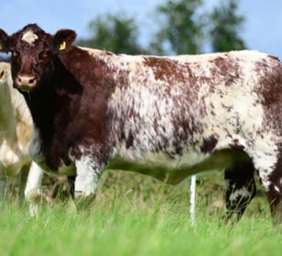 Top price of £13,300 at Cherryvalley timed auction