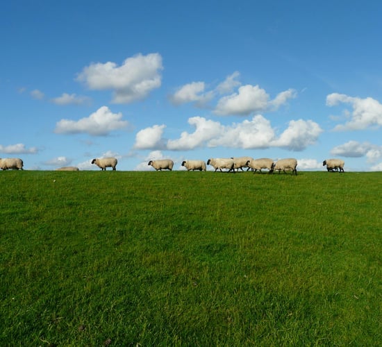 AHDB: UK sheep meat production set to rise by 2%