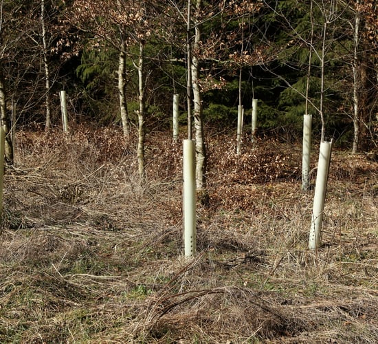 DAFM issues afforestation licences for over 600ha