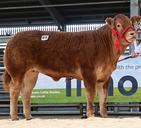 New NI record price set for Limousin heifer at auction