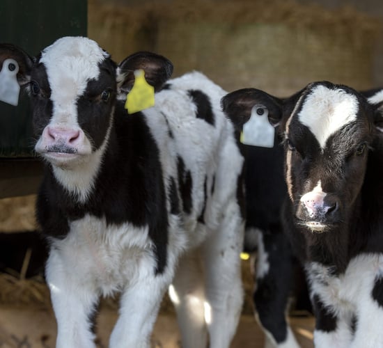 Watch: A new approach to cryptosporidiosis control for your calves