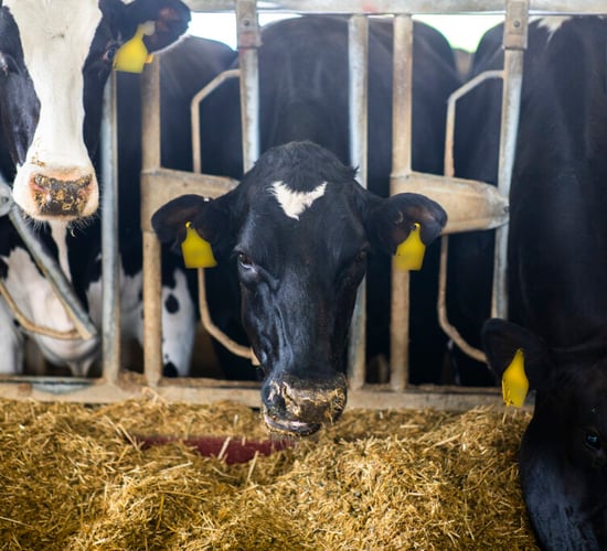 How a Kerry dairy farmer increased his yield