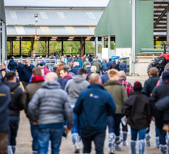 Foyle Farm open day shares interesting tips and advice