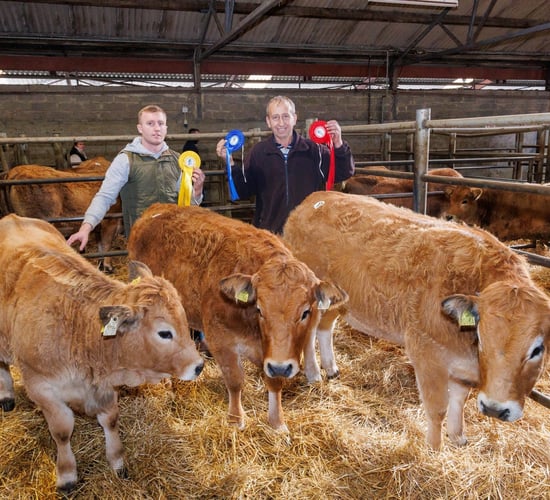 50 pre-selected lots for Aubrac sale in Tullamore