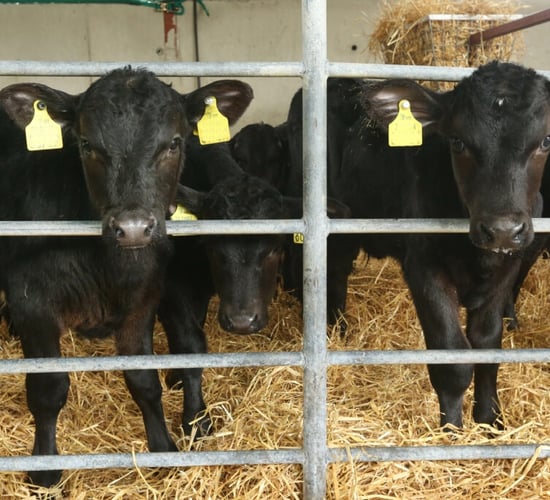 Minister outlines funding for genetic gain in beef herd