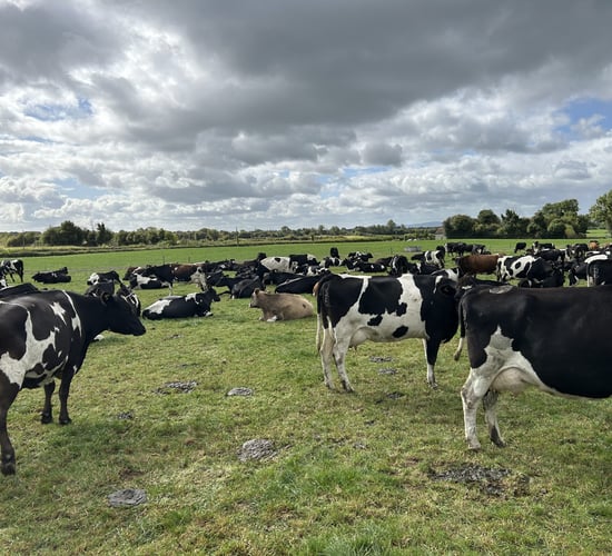 What might a loss of the derogation mean for individual farms?