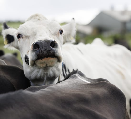 Anaerobic digestate improves soil health and makes farming more sustainable