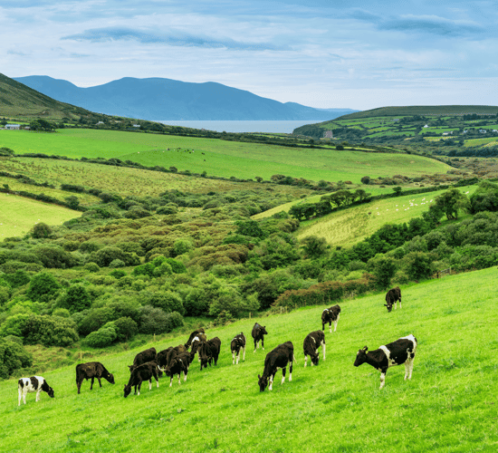 Nitrate banding requirements met by supplying slurry to AD plant