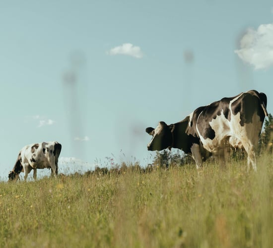 US government to invest $11 million to 'support resiliency' in dairy