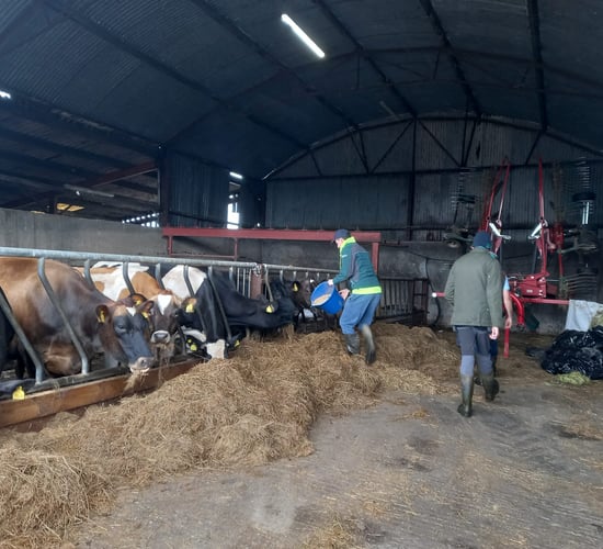 Five open days for Social Farming Ireland's Awareness Week