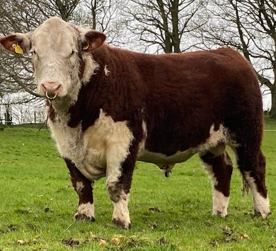 Hereford society autumn premier bull sale this Saturday