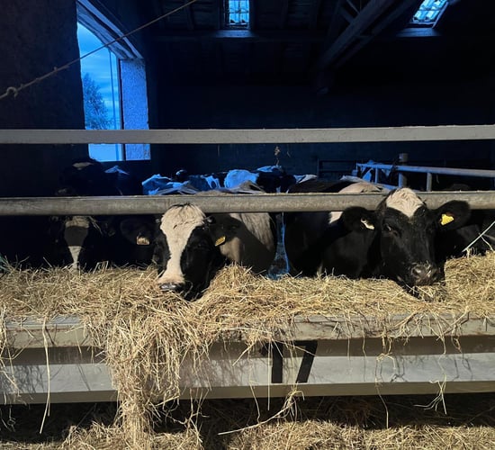 Bóthar ships 30 in-calf heifers to Kosovo to assist family farms