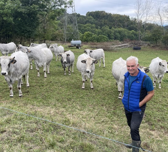 Pedigree Gascon suckler herd selling boxed beef in France