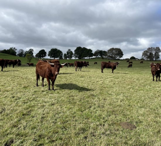 Lower-cost land prices noted during French farm walks