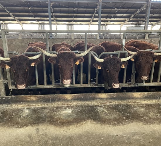 Watch: Parlour designed for milking Salers suckler cows