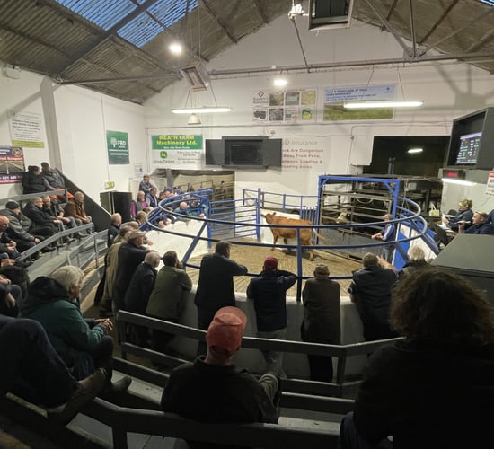 Full house and strong trade at Carnaross Mart weanling sale