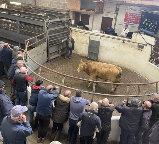 Mart report: Sample prices from cattle sale at Granard