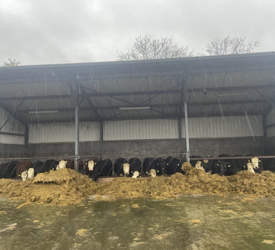 Factory quotes: Cattle prices get yet another lift this week
