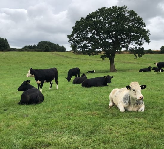 ABP Demo Farm wins 2024 Chambers Ireland award