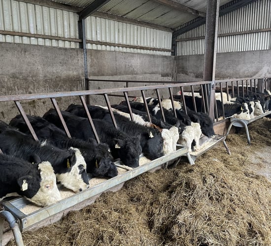 Reminder: Mild conditions pose risks for housing cattle