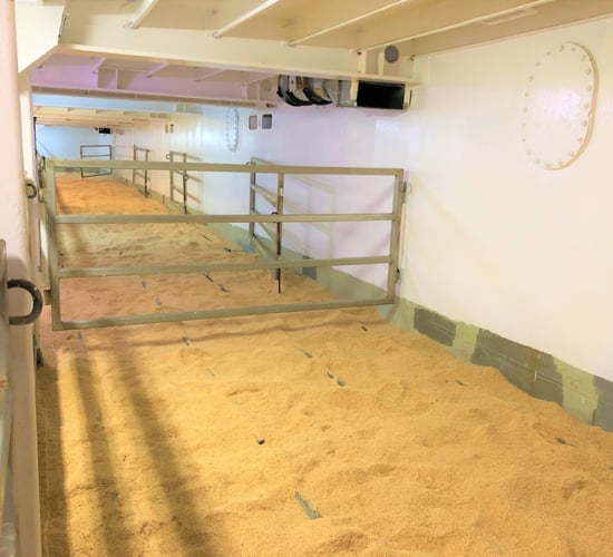 Over 20,000 Irish cattle supplied to African countries