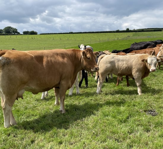 Reducing stress on suckler-bred stock when weaning