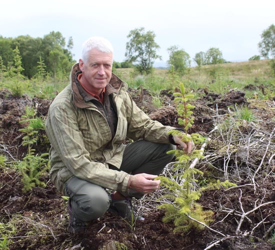 Fears windblown timber will 'flood' NI market