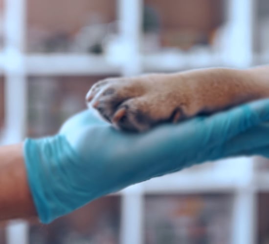 Survey: High level of trust in veterinary professionals