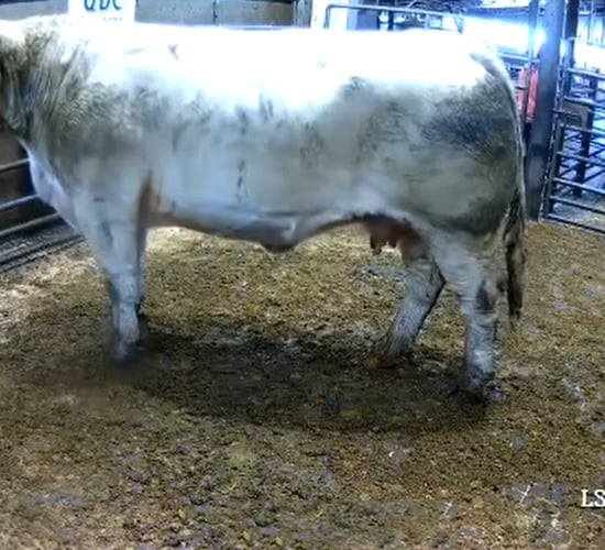 Charolais cull cow and bull clears €3,000 at separate sales