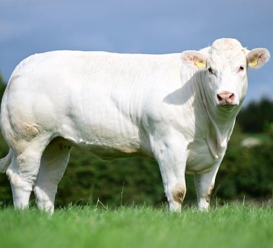 Online sale sees £7,100 paid for Down bred Charolais heifer