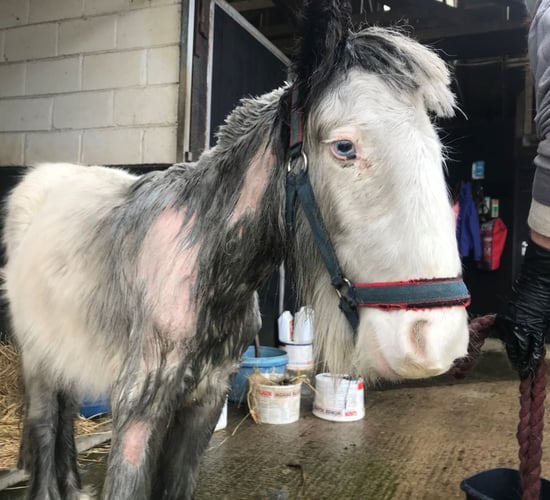 Court: Wexford man convicted of cruelty to pony