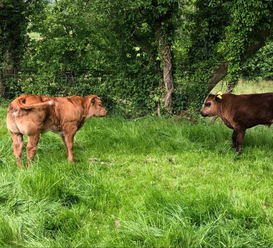 Explainer: Myostatin and its relevance to the suckler herd