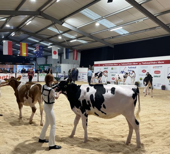 AXA National Dairy Show: Results from day one