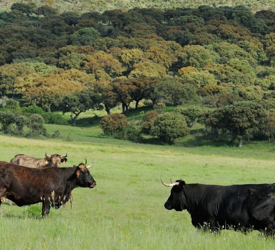 Charity aims to introduce giant cattle breed 'Tauros' into UK