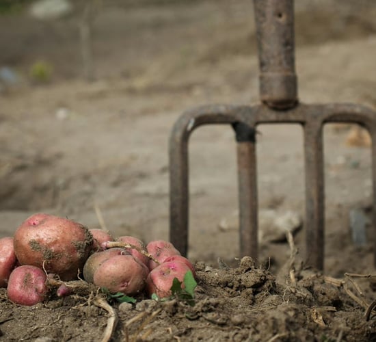 Report recommends new plan to tackle 'food waste at farm level'