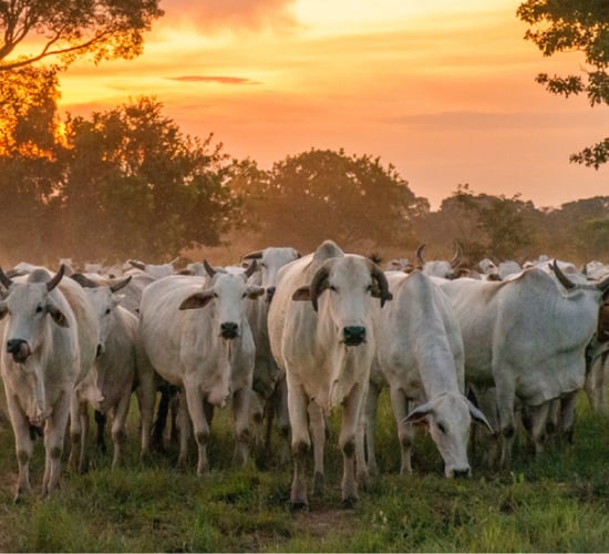 WWF Living Planet Report reveals a 'system in peril'