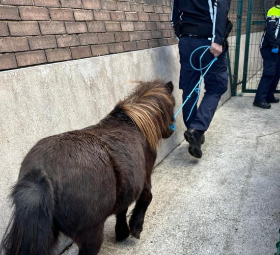 57 stray horses and ponies seized by Limerick Coco this year