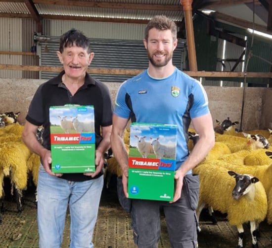 Renowned sheep farming pair trust Tribamec Duo